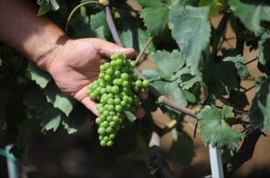 porodica-vino-kovoli-jokic