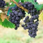 Prokupac – an old autochthonous variety